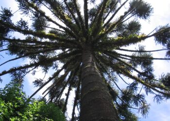 Seminario binacional de sustentabilidad de araucaria: fecha límite para la recepción de resúmenes