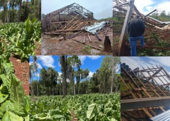 El «Niño» y el mapa de daños en el tabaco
