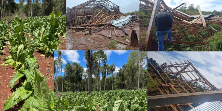 El «Niño» y el mapa de daños en el tabaco
