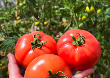 Tomates misioneros abren nuevas oportunidades para las familias tabacaleras