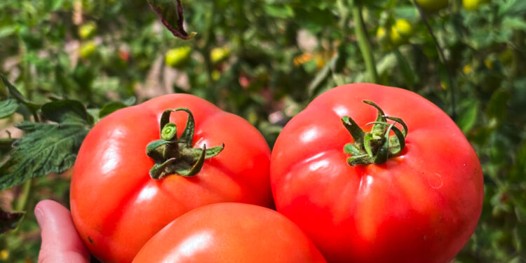 Tomates misioneros abren nuevas oportunidades para las familias tabacaleras