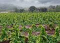 Las “travesuras del niño”: pérdidas millonarias en plantaciones tabacaleras
