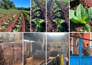 El fantasma de El Niño y un calendario complejo: la encrucijada del tabaco en Misiones