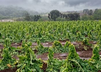 Las “travesuras del niño”: pérdidas millonarias en plantaciones tabacaleras