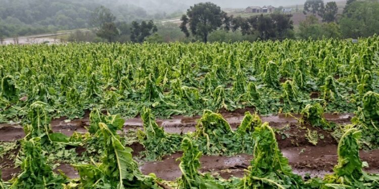 Las “travesuras del niño”: pérdidas millonarias en plantaciones tabacaleras