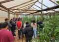 Capacitaron en técnicas de producción de tomate injertado bajo invernadero 