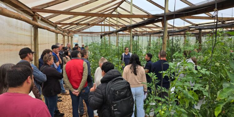Capacitaron en técnicas de producción de tomate injertado bajo invernadero