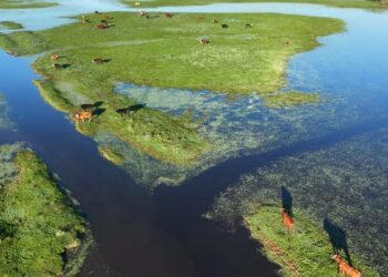 Fenómeno El Niño: se trasladaron 147.500 bovinos y bubalinos