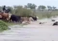 Crecida del río Uruguay: ganaderos en Corrientes aceleran la evacuación de hacienda por El Niño