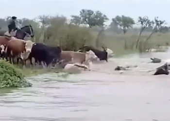 Crecida del río Uruguay: ganaderos en Corrientes aceleran la evacuación de hacienda por El Niño