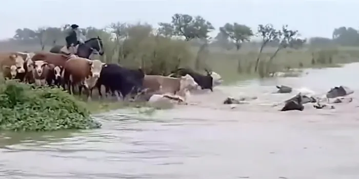 Crecida del río Uruguay: ganaderos en Corrientes aceleran la evacuación de hacienda por El Niño