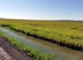 El Niño golpea al arroz paraguayo: excesos hídricos y falta de sol ponen en riesgo el 30% de la campaña
