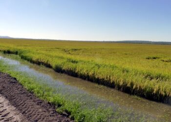 El Niño golpea al arroz paraguayo: excesos hídricos y falta de sol ponen en riesgo el 30% de la campaña