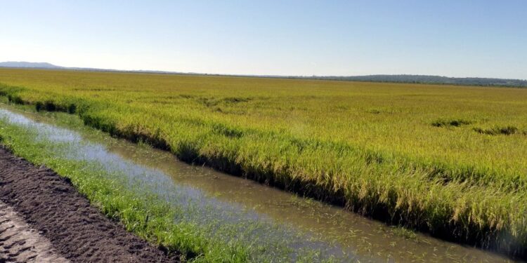 El Niño golpea al arroz paraguayo: excesos hídricos y falta de sol ponen en riesgo el 30% de la campaña